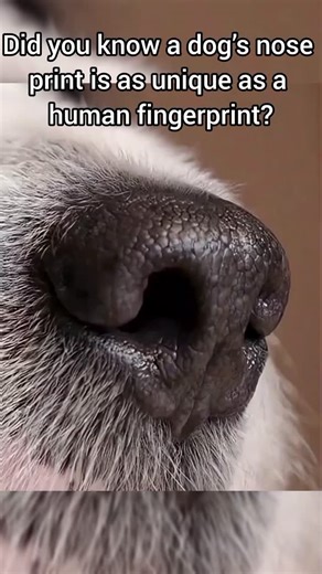 Did you know that a dog’s nose print is as unique as a human fingerprint? Each swirl, ridge, and bump on a dog’s nose creates a one-of-a-kind pattern that can actually be used for identification, just like fingerprints are for people. Imagine that—your pup’s nose is their personal signature! Some kennel clubs and organizations even keep nose-print records to help identify lost dogs. It’s a fascinating reminder that every dog carries a little piece of individuality right on their face. Think abou