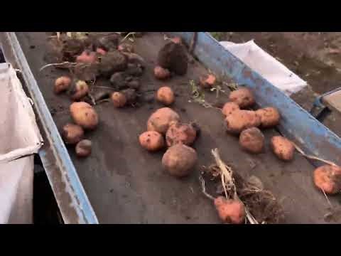Homemade potato harvester. The process of harvesting potatoes.