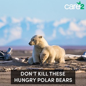 1.5M views · 88K reactions | 50 starving polar bears make their way to a Russian town in search of food. Sign the petition to ensure that these innocent polar bears are kept safe and are not murdered! | Care2 | Facebook