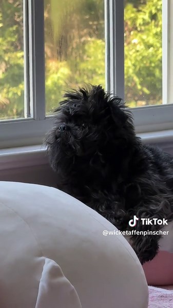 Daily Life of Wicket the Affenpinscher