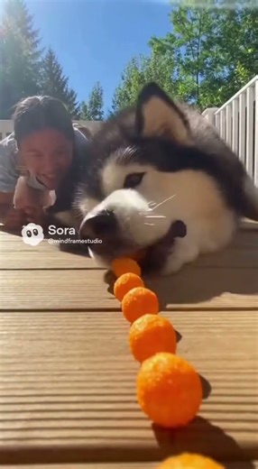Girl vs Alaskan Malamute - Hilarious Cheesecake Puff Battle