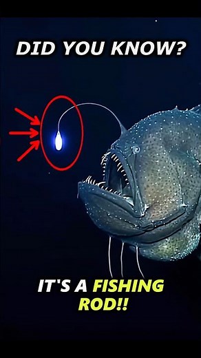 Why This Fish Carries a Lantern on Its Head! 🤯 #facts #didyouknow