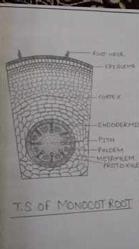 Bsc second semester botany thread file work 💖#shortsfeed #botany #study #exam #monocot #viralvideo