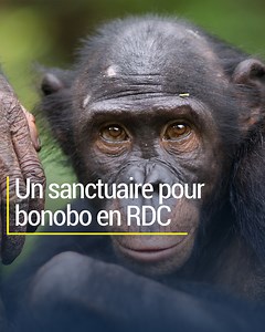 15K views · 353 reactions | Chez Claudine André, c'est le paradis des bonobos ! En 2002, cette belge a créé le sanctuaire Lola ya Bonobo - FR. Leur mission : sauver les bébés bonobos victimes du braconnage et sensibiliser la population à la sauvegarde de l'espèce  | RTBF Info | Facebook