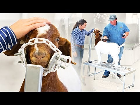 Why a Narrow Trimming Stand is Great for Goats