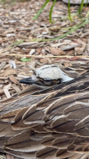 Meet the bush-stone curlew, one of Australia’s most unique and sadly endangered bird species. Have you ever heard their eerie calls in the night? • • • • #wildlife #curlew #conservation #babyanimal #cute | Ben Dessen - Pets, Wildlife & Conservation