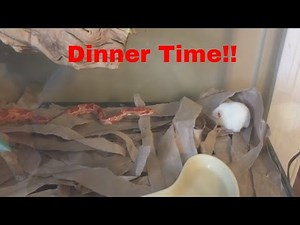 Corn Snake Feeding WARNING LIVE FEEDING