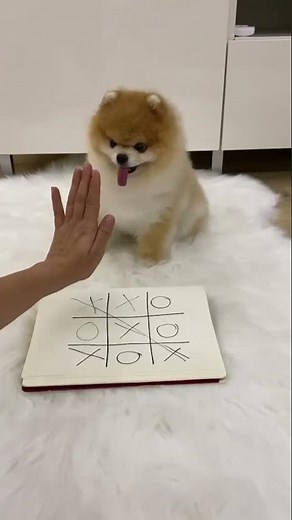 Baby Dogs - Cute and Funny Dog Videos Compilation