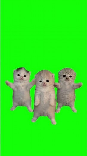 Three Kittens Dancing to Cool by Spencer & Hill meme - Green Screen