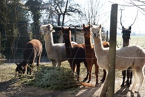 Erlebnisbauernhof Grödig: Eine bunte Tour durch Hof, Wiesen und Wälder