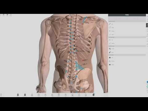 Anterior/Posterior Chapman Points - COMLEX