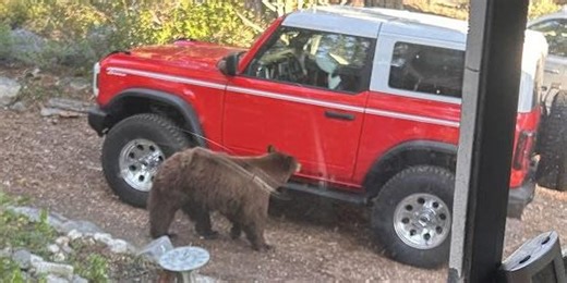 Mother bear euthanized after attacking woman asleep in locked camper at California state park