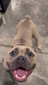 2.3K views · 14 reactions | Missouri Pit Bull Rescue on Reels | Facebook