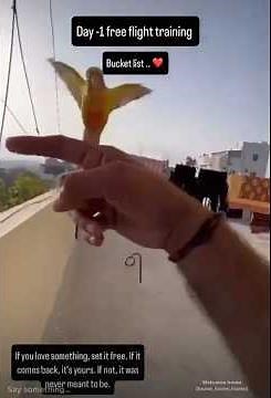 Free flight training pineapple Conure #conure