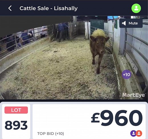 We are LIVE from Lisahally Mart https://app.marteye.ie/auctions/UkPE64WKfiYZoqgwYe3T | MartEye