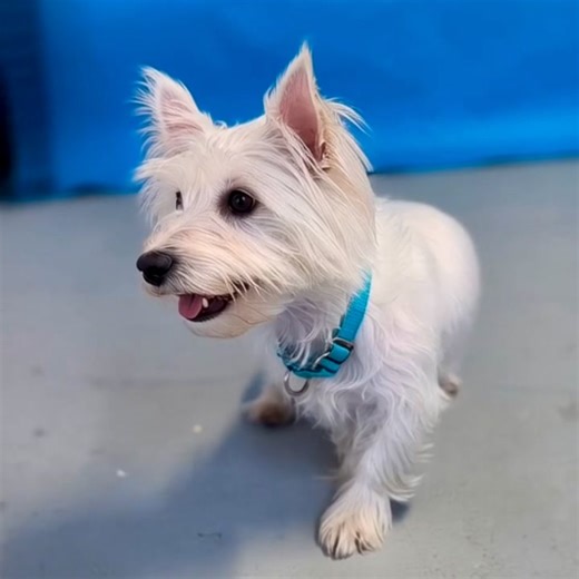 🐾DISPONIBLE POUR L'ADOPTION / Noukie🩷 et Milou🩵 🐾 🚻Sexe : Noukie (femelle) / Milou (mâle) 🗓Âge : Noukie Nés le 10 octobre 2021 🗓Âge : Milou Nés le 24 mai 2022 🐾 Race : Westie ❌Raison de la prise en charge : Sauvetage d’Abitibi 🐶Avec chiens : oui 🐱Avec chats : oui 👶🏻Avec enfants : oui Pour en adopter un, cliquez sur le formulaire de candidature : https://www.sparegionale.ca/chiens-pour-adoption Pour plus d'informations, contactez nous dans le 450-439-9683 poste 311 / 312 Merci ❤🐾 | S