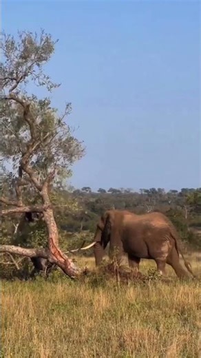 The power of the big elephant #shost