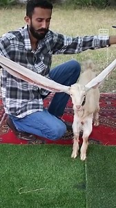 287K views · 2.1K reactions | When it comes to big floppy ears, this goat is the GOAT. A goat in Pakistan has become a viral sensation for its lengthy ears, which are currently more than 2-ft-long and still growing! The goat’s owner has contacted Guinness World Records to determine if the ears have broken the world record. | NowThis | Facebook