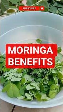 10 Powerful Health Benefits of Moringa | The Miracle Tree for Energy, Immunity & Wellness