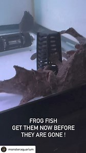 2K views · 19 reactions | @monsteraquarium Freshwater frogfish, also...