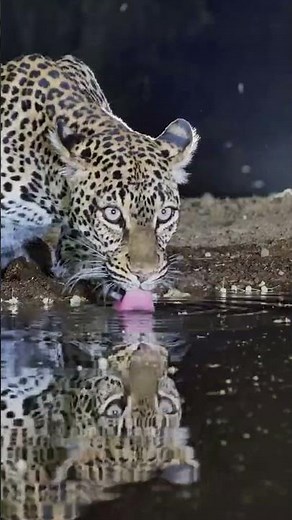 A Spotted Beauty Appears After Dark ✨🐆