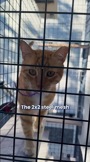 How Durable Is a Habitat Haven Catio in a Storm?