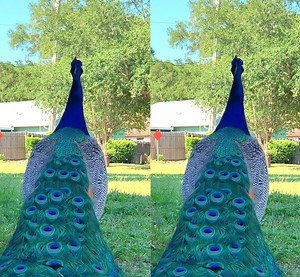 Peacocks are truly beautiful 🦚🦚 | MetDaan DIY