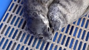 These two... Prince Herring & Meghan Mackerel ("The Royals") have been inseparable for some time. They find comfort in each other, so we let them stay together for a bit. UPDATE: Prince Herring & Meghan Mackerel were released on August 16, 2019, after 59 days in our care. You can follow their journey from admission to release and see more pictures of their time at the rescue centre and from the day they were released here: https://mmrpatients.org/patient/pv1909-prince-herring/ https://mmrpatient