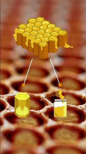 Learn About the Honeycomb From the Bees! 🐝