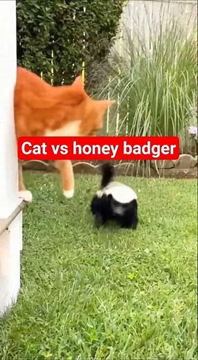 Cat vs Honey Badger #catvideos