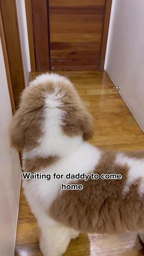 Adorable Giant Poodle Waiting for Daddy | Heartwarming Reunion