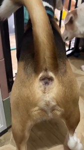 493K views · 11K reactions | Funny Dog Barking Compilation with my Furiends. #beagles #beaglelovers #beagledogs #dogs #doglovers #viraldog #reels #reelsfb #reelsviral | Baileys The Beagle | Facebook