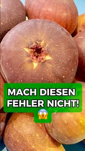 Feigenbaum schneiden: diesen Fehler machen viele!