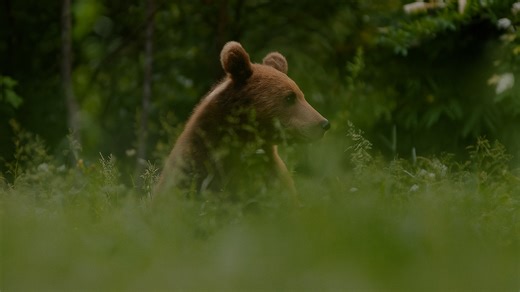 What’s Life Like for a Young Brown Bear?