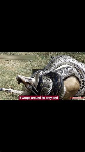 “This Snake CRUSHES Its Prey 😳 | Python”