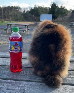 4.6K views · 97 reactions | Cat ‍⬛ island in Japan  | Jhonson Napoleon | Facebook