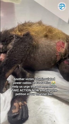 (Graphic) Howler Monkey Receives Fatal Burns From Power Cable