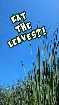 Eat the Cattail Leaves? You can - but here's how . . . . .
