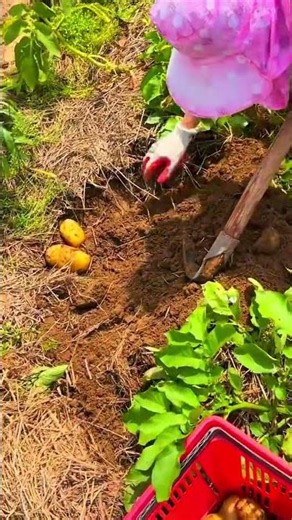 harvesting fresh potatoes carefully from the soil using a spade and collecting them into a basket
