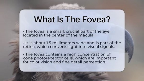 What Is The Fovea? - Biology For Everyone