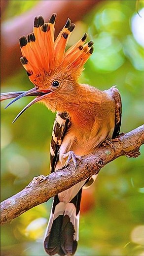 Morning Forest Bird Songs 4K – Relaxing Nature Sounds for Deep Sleep | Bird Chirping Ambience