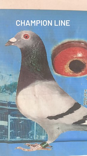 22K views · 665 reactions | Secret of Pigeon Racing on Reels | Facebook