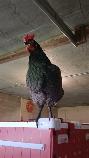 Not yet, Cathy. #freerangechickens