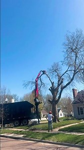 Hackberry tree removal by Andys Tree Service Sioux Falls SD