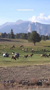 Estes Park golf courses have unexpected obstacles sometimes! #elk #estesparkcolorado #colorado #coloradoadventures #photography #wildlife | Colorado Adventures