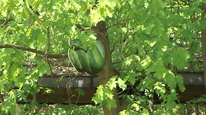 7.8K views · 134 reactions | Get your tickets now! Cruise the Zoo presented by Dollar Bank has been extended until June 14! Don’t miss your opportunity to experience this limited-time fundraiser supporting Cleveland Metroparks Zoo. Tickets available at FutureForWildlife.org/cruise. | Cleveland Metroparks Zoo | Facebook