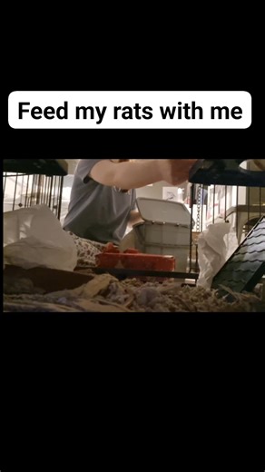 Feed my rats with me asmr . . . #cute #petrats #pets #rats #asmrfood #asmrrats #virałreels #fypageシ | the rat mother