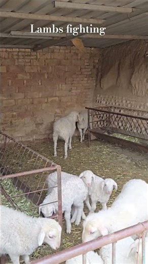 #lamb#fighting