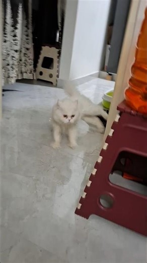 "Cat reacts to new kitten"