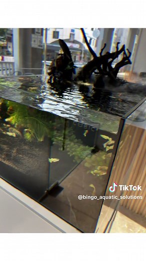 Who said low-profile tanks can't be high on style? 💅 Our latest project is a dreamy sanctuary for our golden guppies. 😍✨ #bingoaquaticsolutions #customtank #reeftank #freshwateraquarium